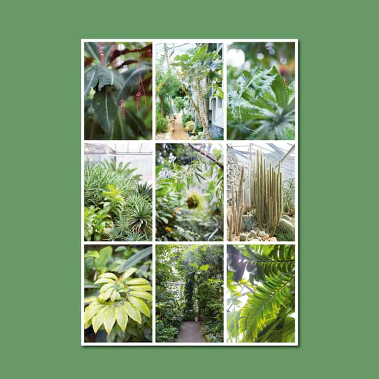 Postkarte als Raster aus neun Pflanzenfotos aus den Schaugewächshäusern in Planten un Blomen